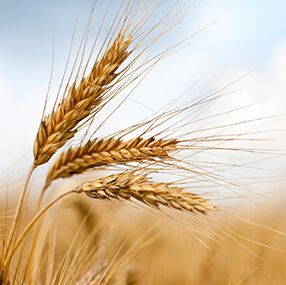 Product - Go Wheat