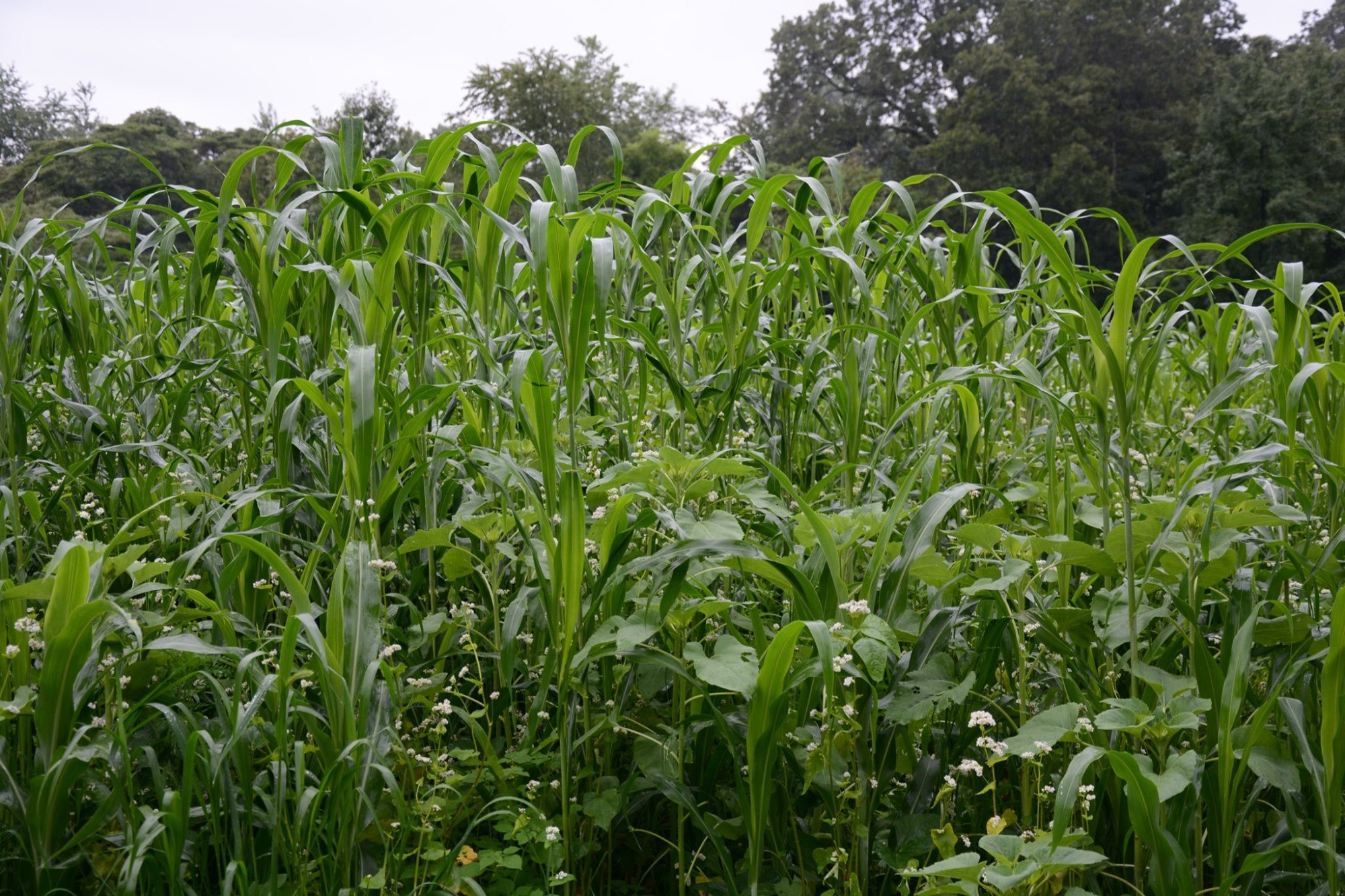 Wildlife Forage Blends for Spring Planting