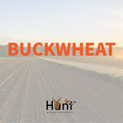 Buckwheat.jpg