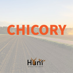 Chicory.jpg