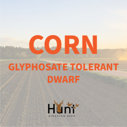 Corn-Glyphosate-tolerant-dwarf.jpg