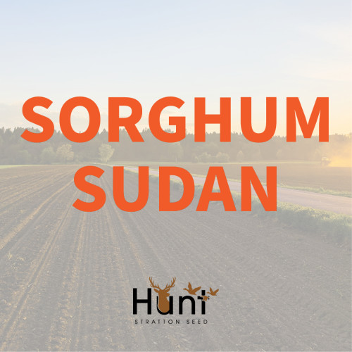 SorghumSudan.jpg