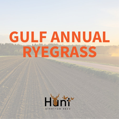 Gulf-Annual-Ryegrass.jpg