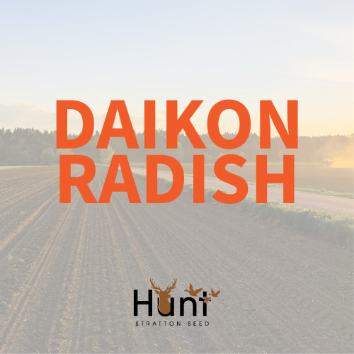 Daikon-Radish.jpg