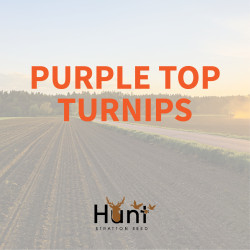 Purple-Top-Turnips.jpg