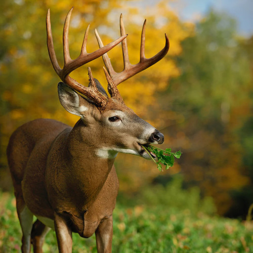 endurance-radish-buck_1080x.jpg