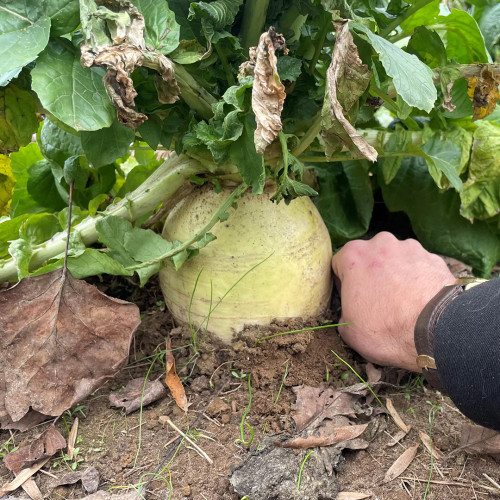 endurance-radish-bulb_1080x.jpg