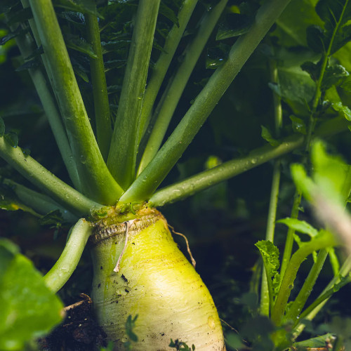 endurance-radish-bulb-above-soil_1080x.jpg