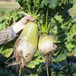endurance-radish-bulbs_1080x.jpg