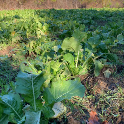 endurance-radish-field_1080x.jpg