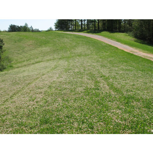 Clover_plus_1080x.jpg