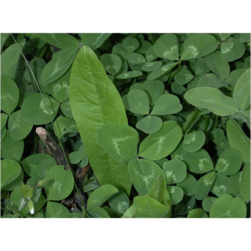 clover_plus_close_up_1080x.jpg