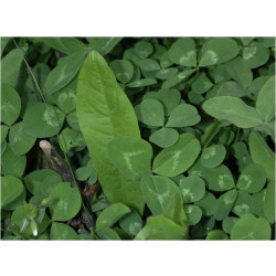clover_plus_close_up_1080x.jpg