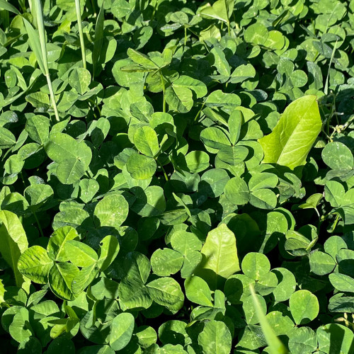 clover-plus-lifestyle2_1080x.jpg
