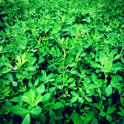 Alfalfa_Additive_1080x.jpg