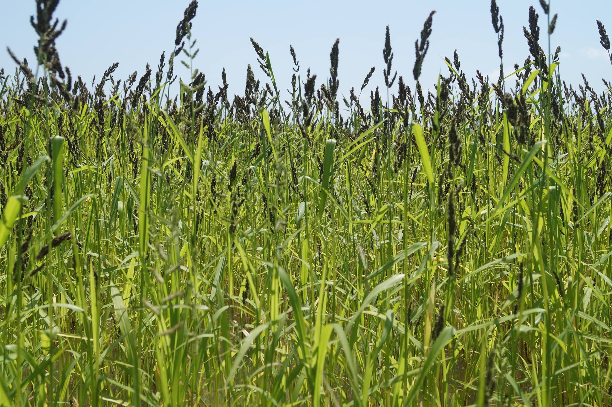 ☆millet☆ Japanese Millet - Twin City Seed Company