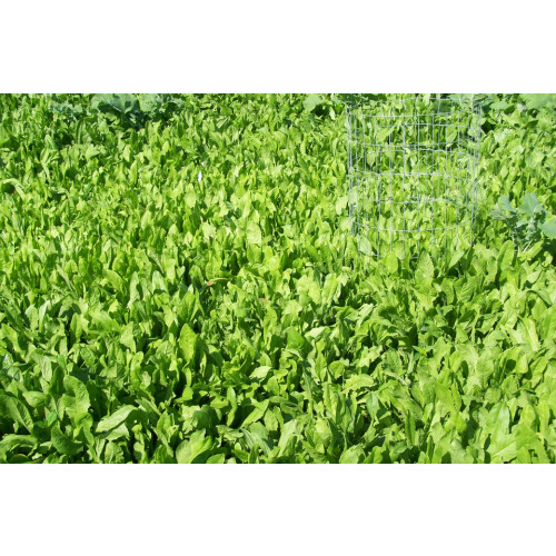 Chicory_960x.jpg