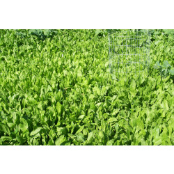 Chicory_960x.jpg