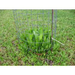 chicory_cage_960x.jpg