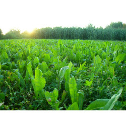 Chicory_with_clover_960x.jpg
