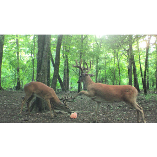 2014.9.30RobertEason.BucksFighting_960x.jpg