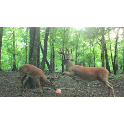 2014.9.30RobertEason.BucksFighting_960x.jpg
